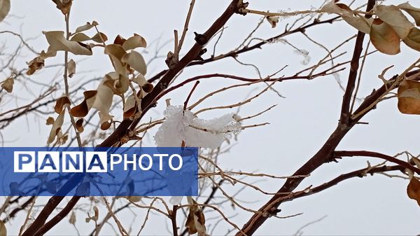 گرداب بن زیر چتر سپید برف