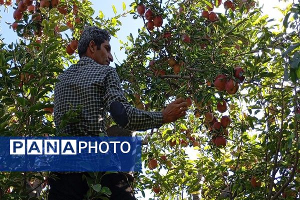 فصل برداشت میوه های پاییزی در شهر زیبای بار نیشابور.