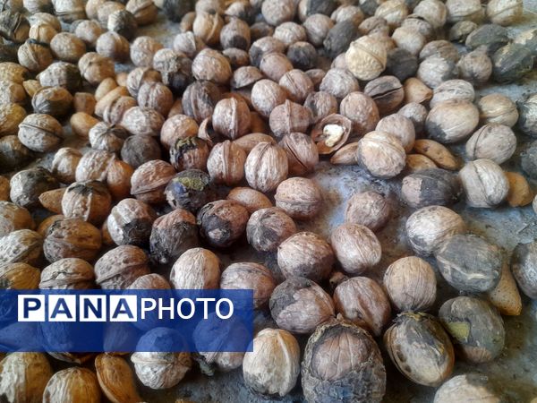 مارکده، سرزمین طلایی بادام و گردو؛ گنجینه‌ای از طعم و سنت در دل سامان