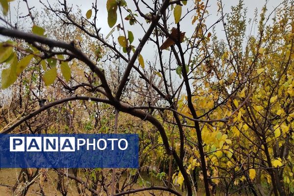 اولین باران پاییزی قابی شفاف از پاییز  رنگارنگ را در شهر زیبای بار رقم زد