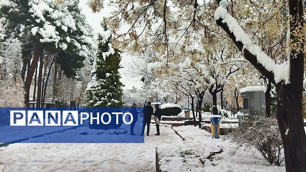 درختان طلایی ، سفید پوش شدند 