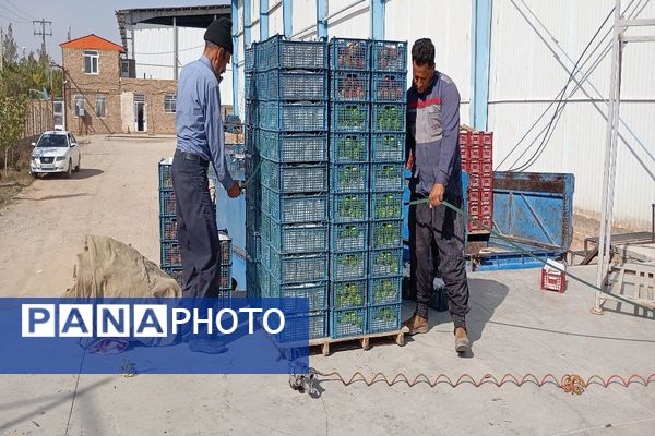 فصل برداشت میوه های پاییزی در شهر زیبای بار نیشابور.