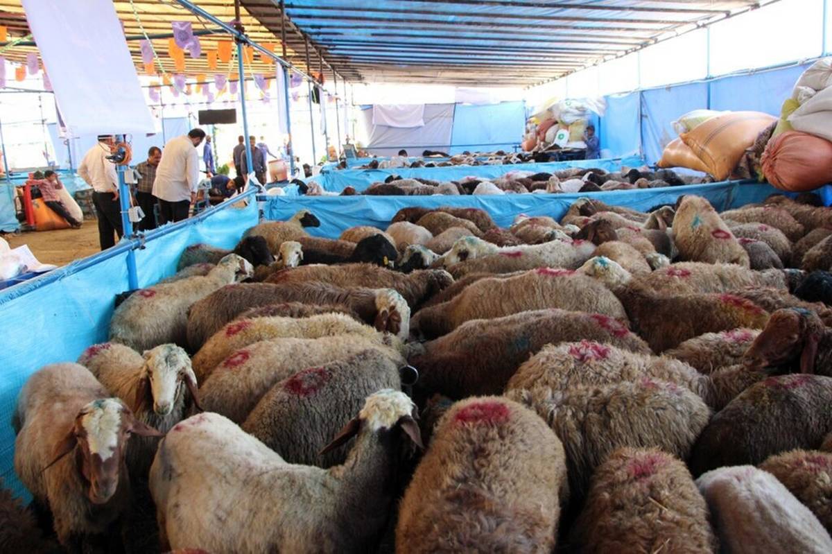 فعالیت ۱۵ جایگاه ویژه فروش دام زنده در تهران