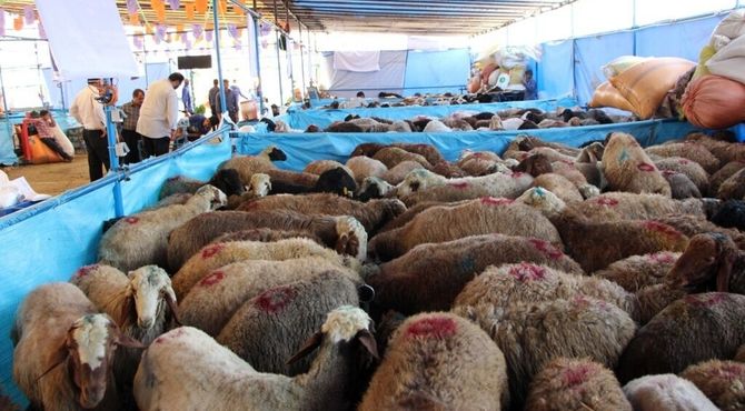 فعالیت ۱۵ جایگاه ویژه فروش دام زنده در تهران