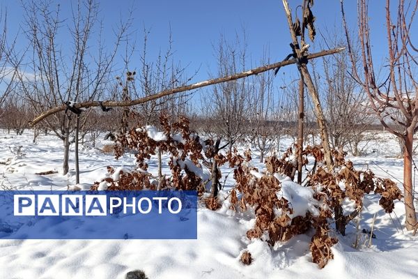 منظره زیبای برف پاییزی در باغات شهرستان نیشابور 