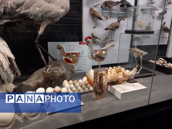 بازدید از پارک علمی تفریحی پروفسور بازیما مشهد