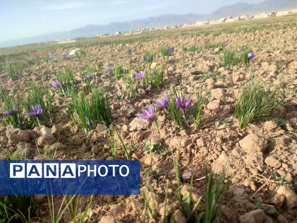 فدافن روستایی که زعفرانش با تشنگی خاک قصه‌ای تلخ نوشت