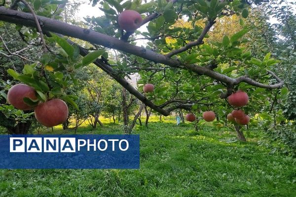 فصل زیبای پاییز در شهر بار نیشابور 