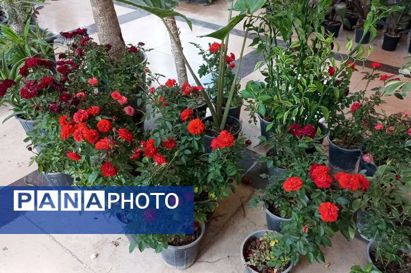 نمایشگاه گل و گیاه در نمایشگاه دائمی قرچک