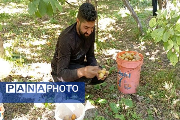 فصل برداشت میوه های پاییزی در شهر زیبای بار نیشابور.