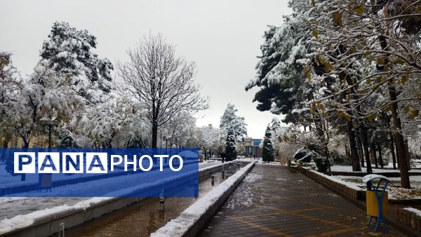 درختان طلایی ، سفید پوش شدند 