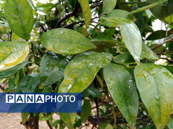  فصل بهار در میانکوه