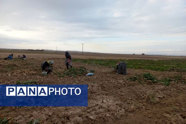 برداشت چغندرقند در روستای مفرنقا