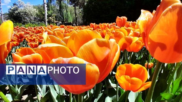 حال و هوای جشنواره  لاله‌های کرج 
