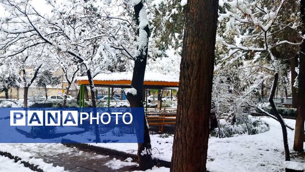 درختان طلایی ، سفید پوش شدند 