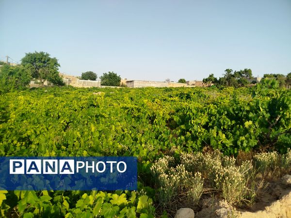 گزکوه، قطب انگور خراسان شمالی 