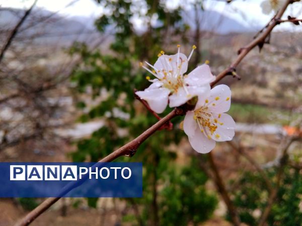  فصل بهار در میانکوه