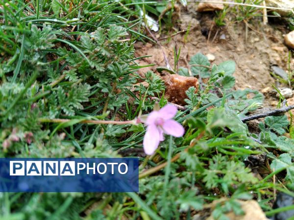 فصل بهار در میانکوه