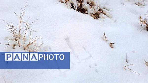 گرداب بن زیر چتر سپید برف