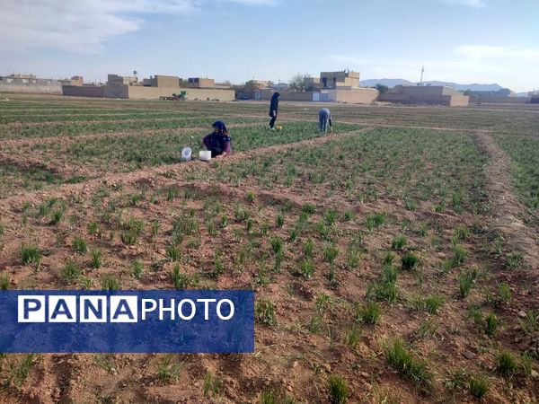 فدافن روستایی که زعفرانش با تشنگی خاک قصه‌ای تلخ نوشت