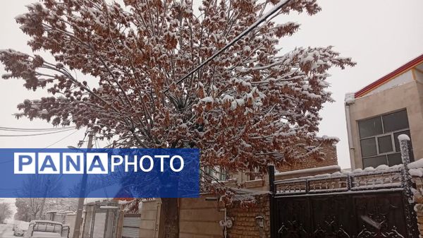 شازند سفیدپوش شد