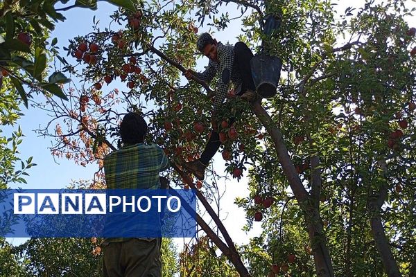 فصل برداشت میوه های پاییزی در شهر زیبای بار نیشابور.