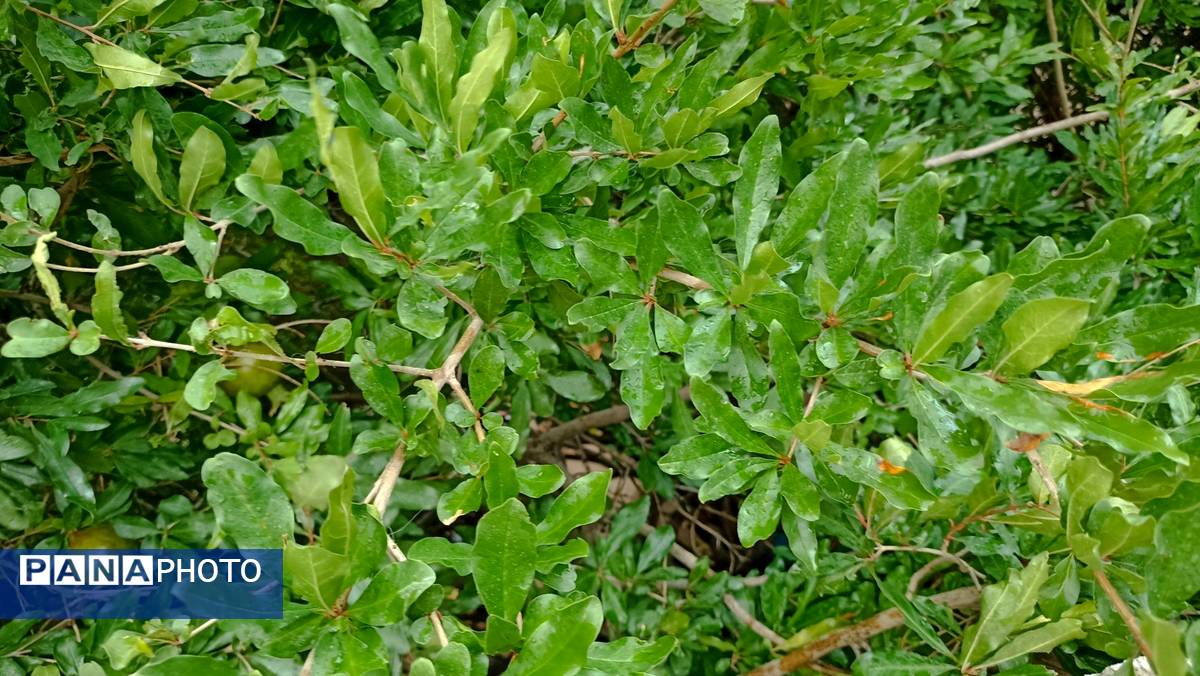 اولین بارش تابستانه در روستای کینک