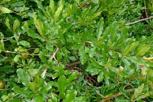 اولین بارش تابستانه در روستای کینک