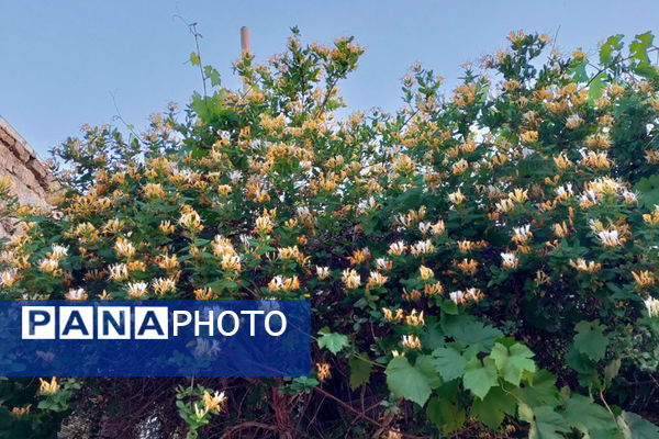 جلوه‌هایی از طبیعت تابستانی خلجستان و جعفرآباد قم