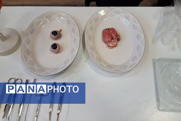 ویژه‌برنامه روز آزمایشگاه در دبیرستان پروفسور رزاقی کهریزک 