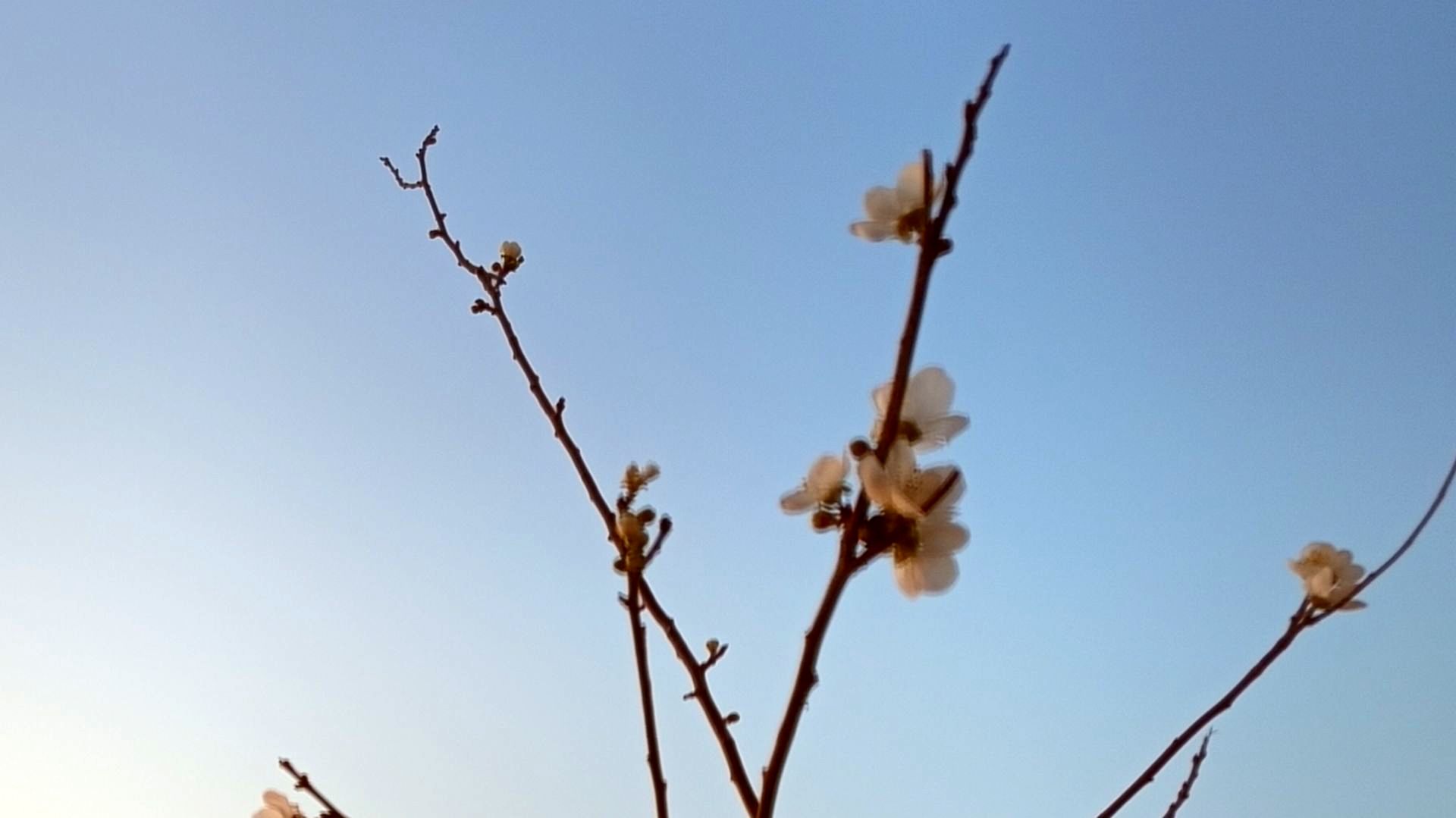 شکوفه‌هایی بر شاخه‌های پاییزی تبریز