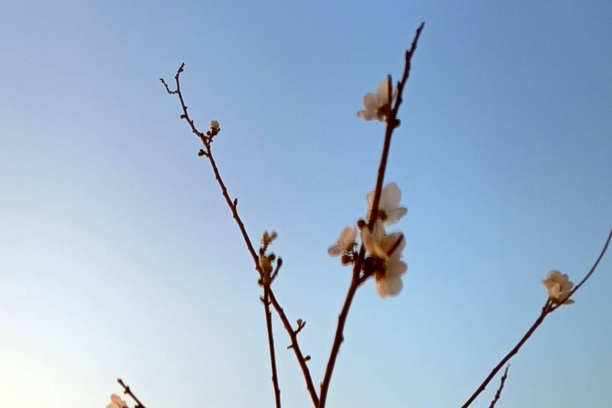 شکوفه‌هایی بر شاخه‌های پاییزی تبریز