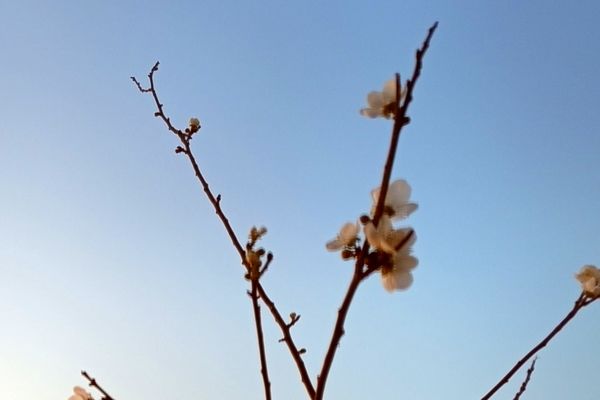 شکوفه‌هایی بر شاخه‌های پاییزی تبریز