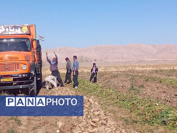 برداشت چغندر قند از مزارع دشت گل آغاز شد