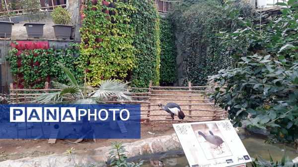 باغ پرندگان قم: جاذبه‌ای بی‌نظیر در قلب کشور