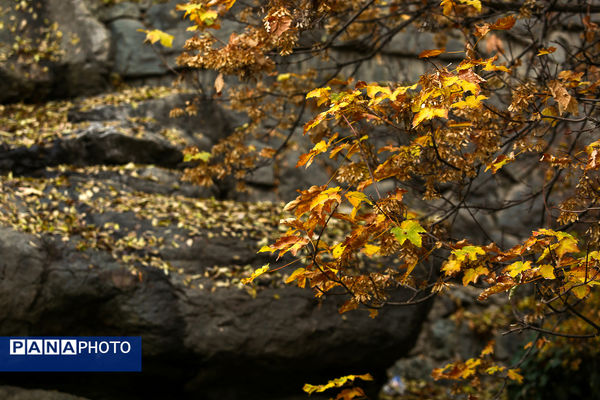 پاییز خیال انگیز در پارک جمشیدیه