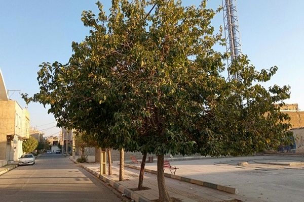 افزایش فضای سبز، گامی مؤثر برای کاهش آلودگی است