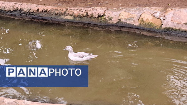 باغ پرندگان قم: جاذبه‌ای بی‌نظیر در قلب کشور