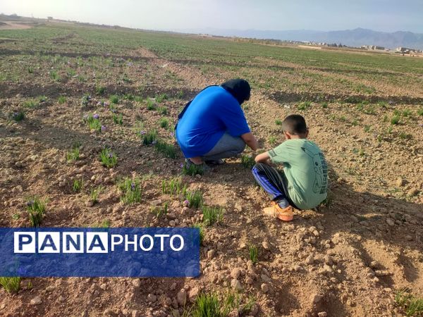 فدافن روستایی که زعفرانش با تشنگی خاک قصه‌ای تلخ نوشت