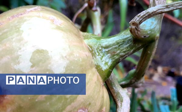 بازگشت باران به میانکوه پس از ماه‌ها خشکسالی