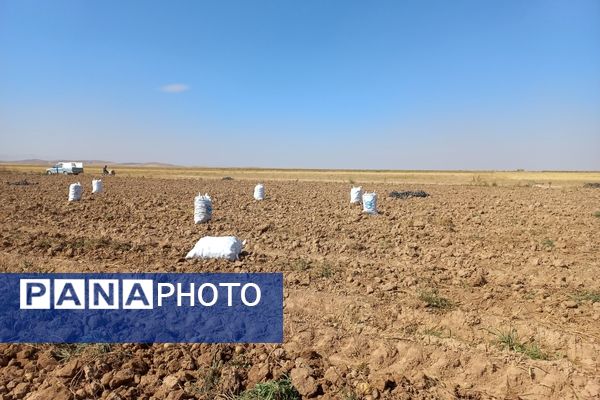 برداشت محصول سیب زمینی در روستای داغیان