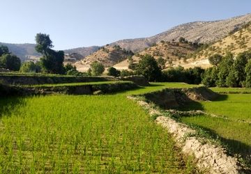 کاشت برنج، در منطقه میانکوه