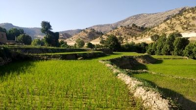 کاشت برنج، در منطقه میانکوه