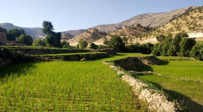 کاشت برنج، در منطقه میانکوه