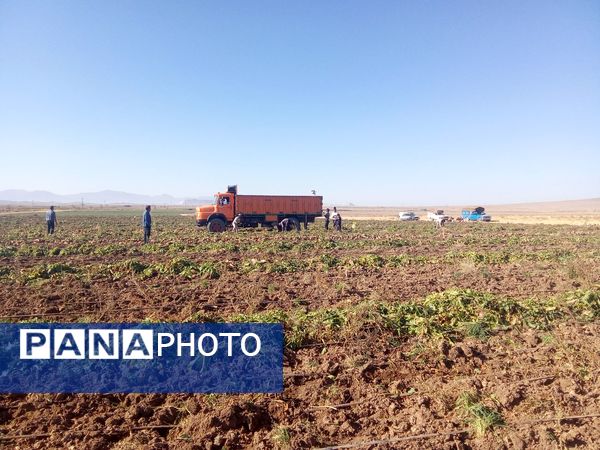 برداشت چغندر قند از مزارع دشت گل آغاز شد