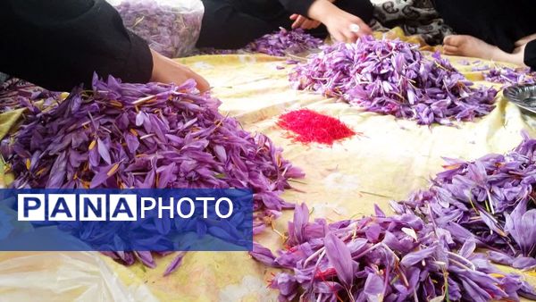 فدافن روستایی که زعفرانش با تشنگی خاک قصه‌ای تلخ نوشت