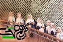 نماهنگ «رمز هم‌عهدی»یادآور اینکه انتظار،یک حرکت فعال و آگاهانه به سوی عدالت و معنویت است