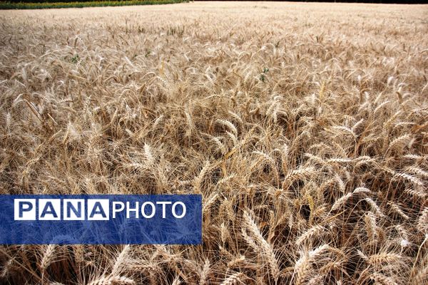 آغاز برداشت گندم در شهرستان ارومیه