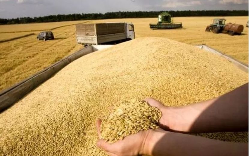 ایران پنجمین تولیدکننده بزرگ گندم در آسیا شد