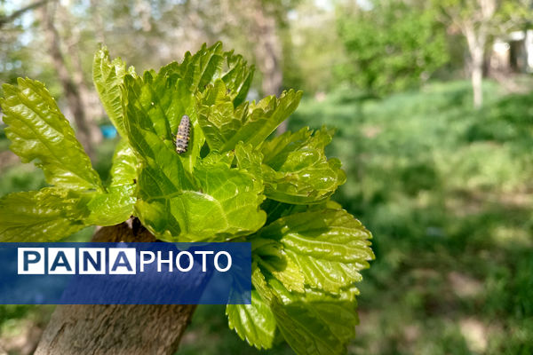 جلوه‌هایی از طبیعت تابستانی خلجستان و جعفرآباد قم